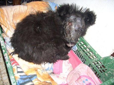 Salvajismo en estado puro contra esta pobre cachorrita, la han destrozado la cabeza SOS (Sevilla)