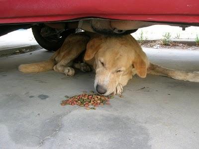 CHARLOTTE ¡¡mas de 9 meses en la calle, con heridas y tiene unos 8 años!! Su desgastado cuerpo ya no aguanta más.