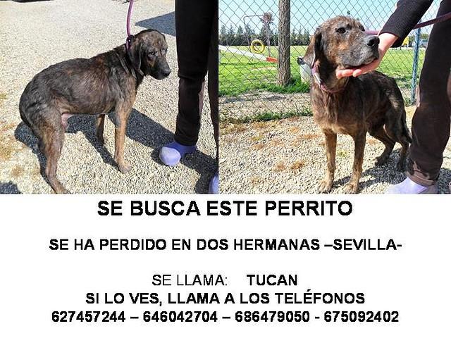 **SOS* Se ha perdido. MUY URGENTE-Tucan en malas condiciones.Sevilla