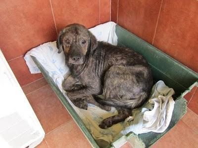 **SOS* Se ha perdido. MUY URGENTE-Tucan en malas condiciones.Sevilla