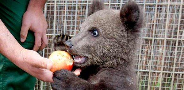 El oso “Aragón” se queda en Cabárceno