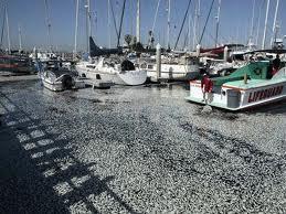 Misteriosas muertes masivas de animales en todo el mundo