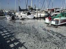 Misteriosas muertes masivas animales todo mundo