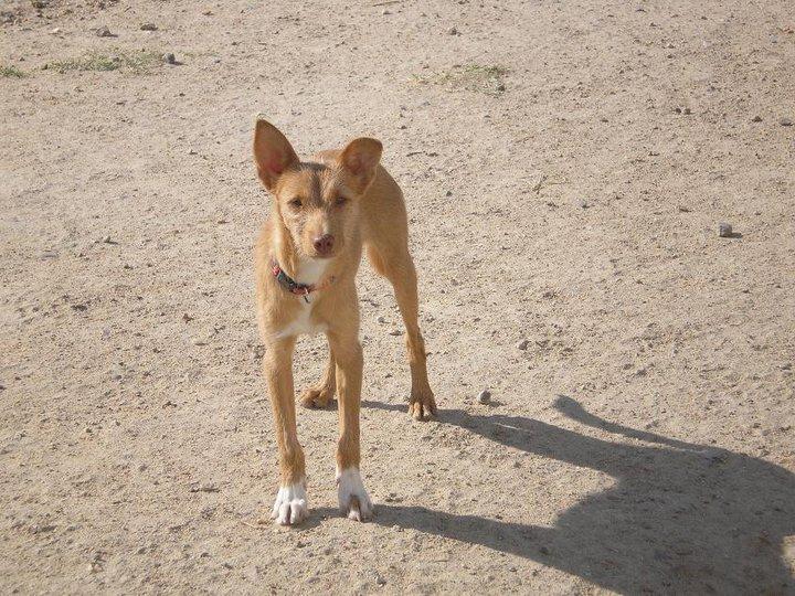 Historia de adoptados. Sony