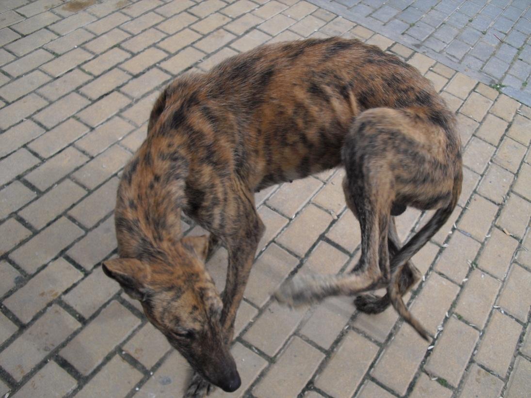 GALGO en Sevilla se necesita ayuda urgente para