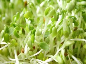 Alfalfa Sprouts Extracto de alfalfa