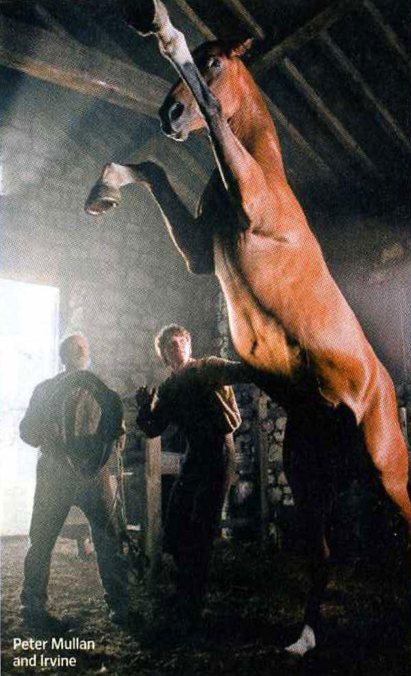 Imágenes de War Horse, de Steven Spielberg