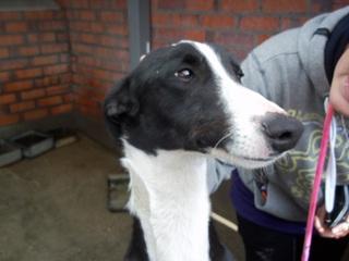 Galgo negro y blanco, 1 año. (Valladolid)