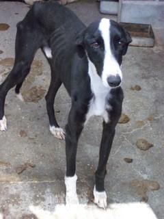 Galgo negro y blanco, 1 año. (Valladolid)