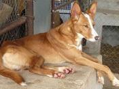 Marrón Braun, hermanos podencos suerte.