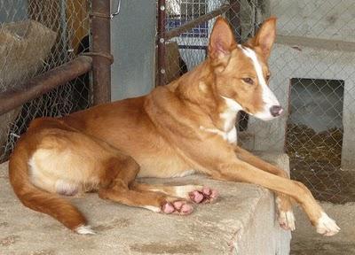 Marrón y Braun, dos hermanos podencos sin suerte.