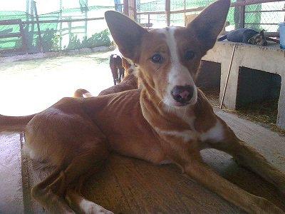 Marrón y Braun, dos hermanos podencos sin suerte.