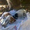 Cachorritos solos en un campo donde hay caballos de 5 solo quedan 2 , los demas han sido pisoteados por los caballos y la mama a desaparesido. (Sevilla)