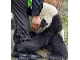 Foto de oso panda en el terremoto conmueve al Mundo.
