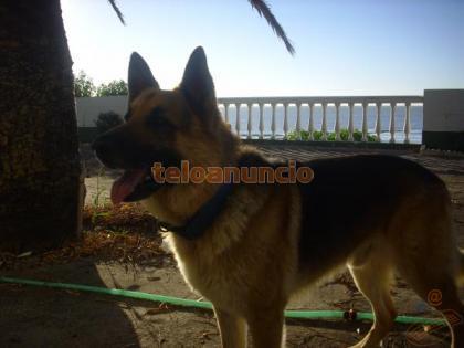Perdido Pastor Aleman en Sanlucar de Barrameda zona de la Jara - Perros- Mascotas