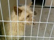 Acogida adopción para podenca adulta años. (Zaragoza)