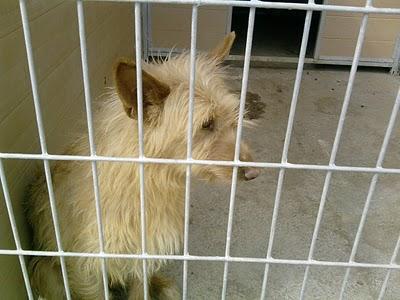 Acogida y/o adopción para una podenca adulta de 6 años. (Zaragoza)