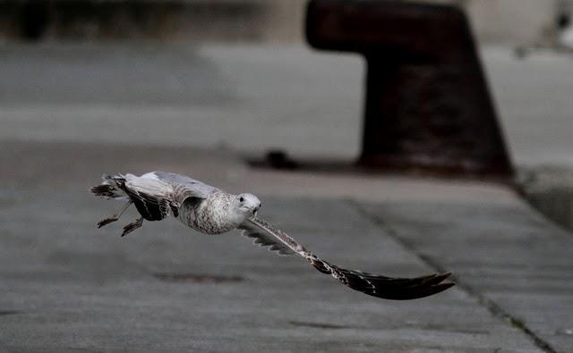 PUERTO DE HONDARRIBIA- LARUS DELAWARENSIS