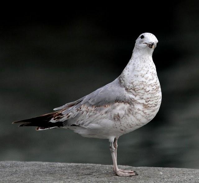 PUERTO DE HONDARRIBIA- LARUS DELAWARENSIS