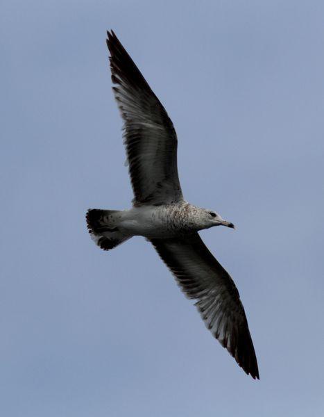 PUERTO DE HONDARRIBIA- LARUS DELAWARENSIS
