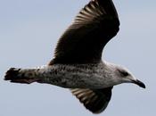 Puerto hondarribia- larus delawarensis