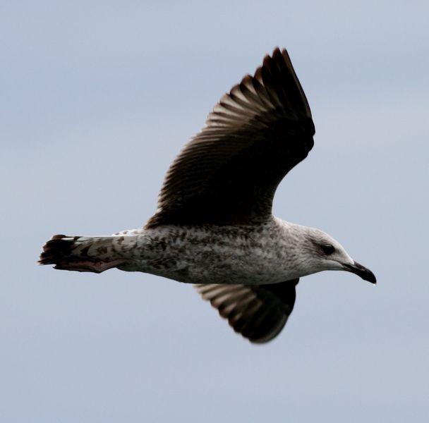 PUERTO DE HONDARRIBIA- LARUS DELAWARENSIS