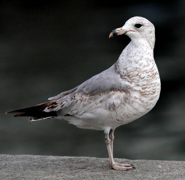 PUERTO DE HONDARRIBIA- LARUS DELAWARENSIS