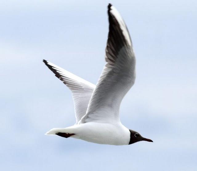 PUERTO DE HONDARRIBIA- LARUS DELAWARENSIS