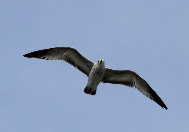 PUERTO DE HONDARRIBIA- LARUS DELAWARENSIS