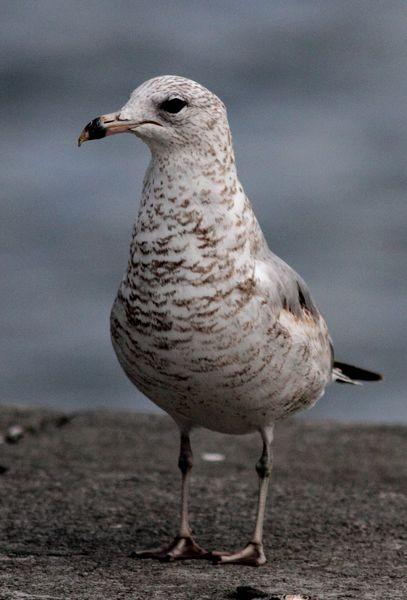 PUERTO DE HONDARRIBIA- LARUS DELAWARENSIS