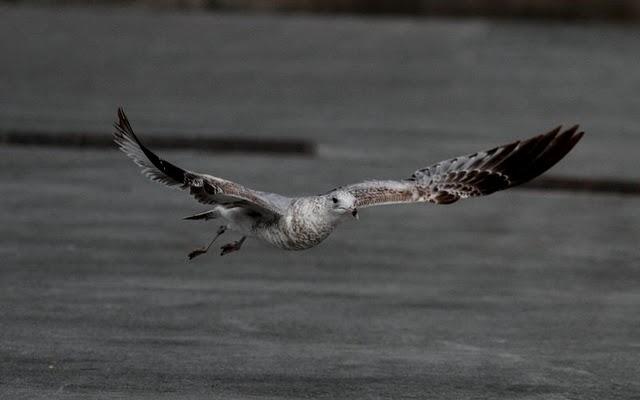 PUERTO DE HONDARRIBIA- LARUS DELAWARENSIS