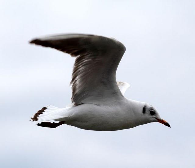 PUERTO DE HONDARRIBIA- LARUS DELAWARENSIS