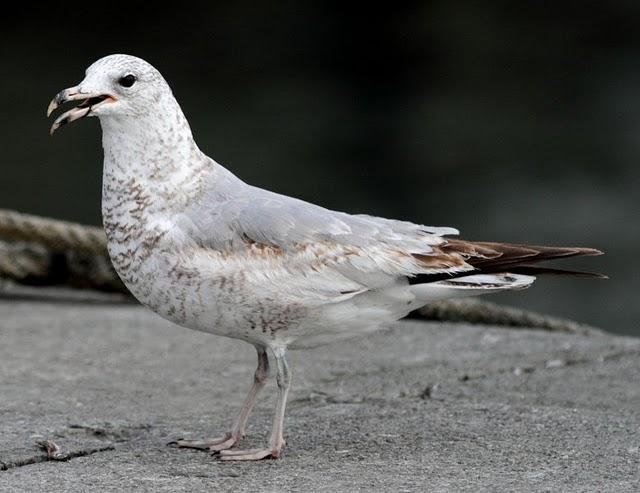 PUERTO DE HONDARRIBIA- LARUS DELAWARENSIS