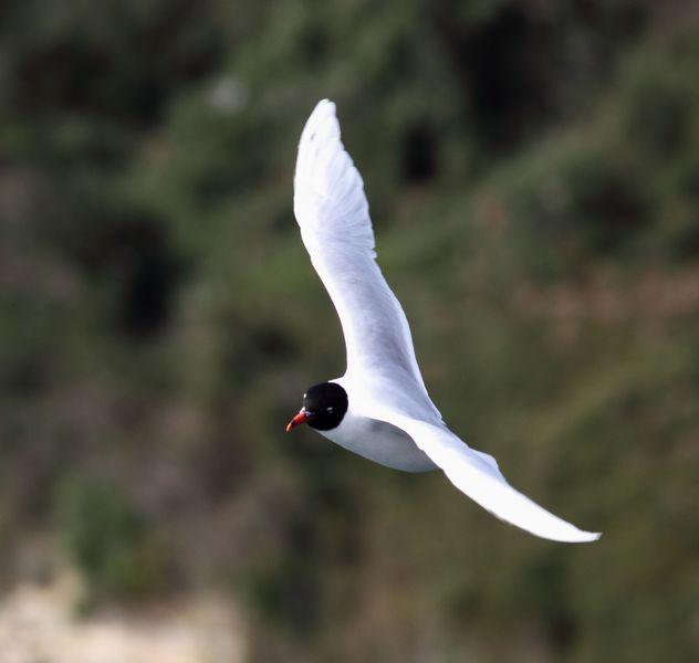 PUERTO DE HONDARRIBIA- LARUS DELAWARENSIS
