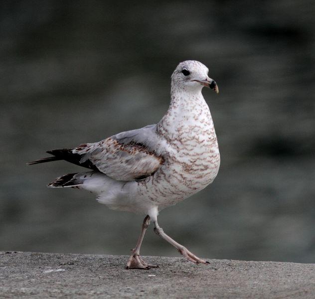 PUERTO DE HONDARRIBIA- LARUS DELAWARENSIS