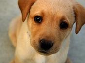 Manual instrucciones para cachorro parte)