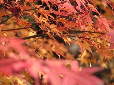 MI VIAJE A JAPON: KYOTO