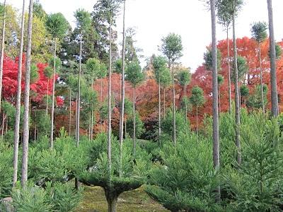 MI VIAJE A JAPON: KYOTO