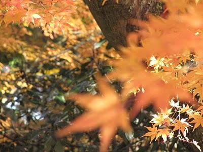 MI VIAJE A JAPON: KYOTO