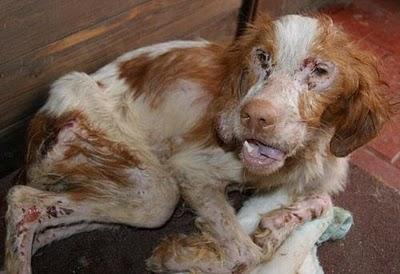 *SOS** Bretona mas muerta que viva necesita ayuda urgente.Sevilla