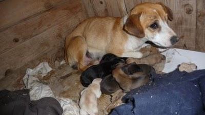 URGENTE!! (MURCIA) Madre y bebes en peligro!‏