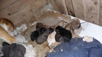 URGENTE!! (MURCIA) Madre y bebes en peligro!‏