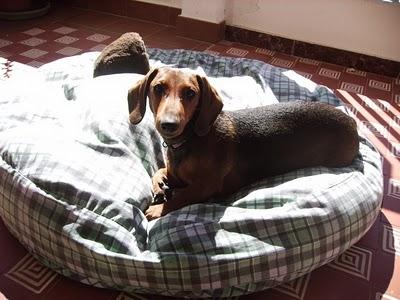 SE DA EN ADOPCION TECKEL PURO CON PEDIGRI- 5 MESES Y TELENOVELA INCLUIDA. (VALENCIA)