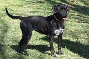 labradora MAÑANA VUELVE A LA PERRERA DONDE LA SACRIFICARAN‏