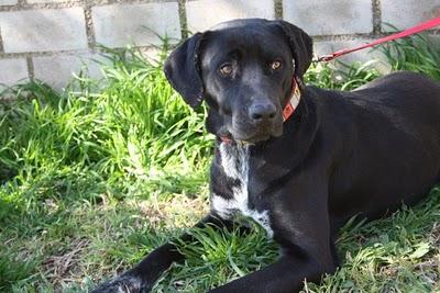 labradora MAÑANA VUELVE A LA PERRERA DONDE LA SACRIFICARAN‏