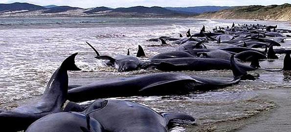 Ballenas en Nueva Zelanda