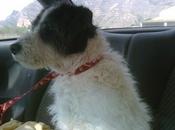 Estaba cansado acostó arcén carretera. (Alicante)