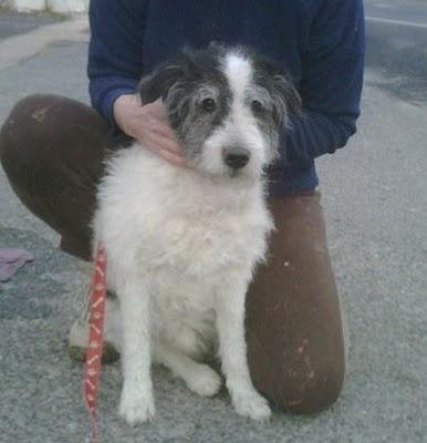 Estaba tan cansado que se acostó en el arcén de la carretera. (Alicante)