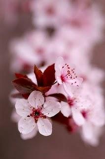 10.15 Saturday Night con el pueblo de Japón