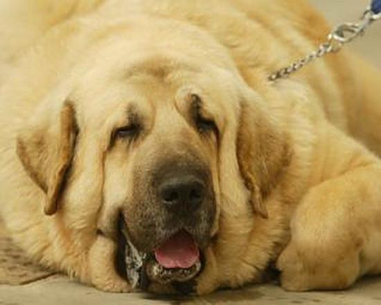 Juancarlistas o liberales renegados de la libertad